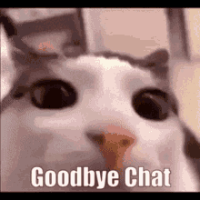 Bye bye cat